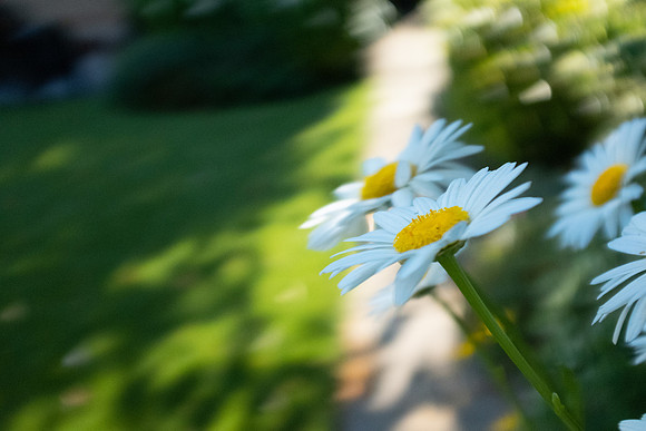 DSCF0227-2