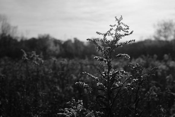DSCF6414